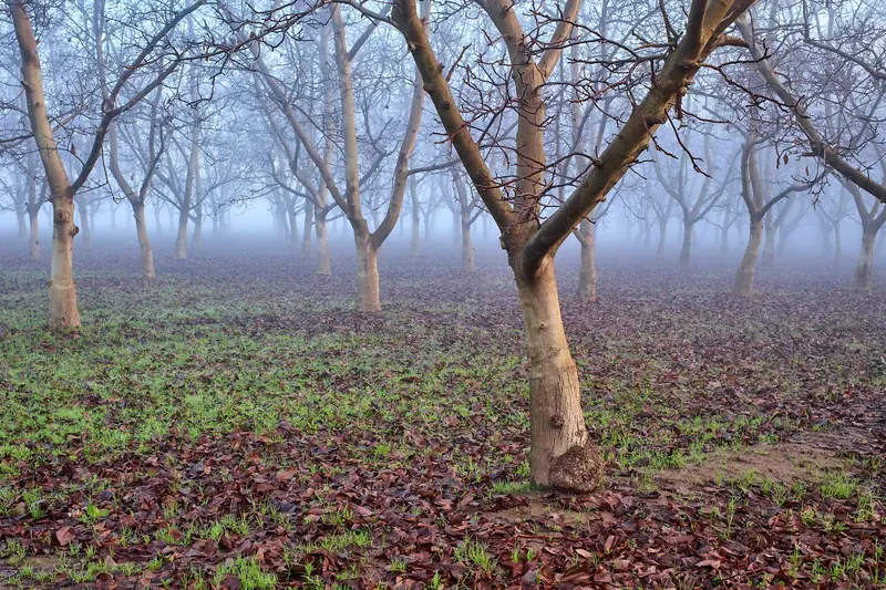 Rows of leafless walnut trees fading into thick tule fog in a Sacramento Valley orchard